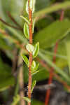 Hairy laurel <BR>Hairy wicky